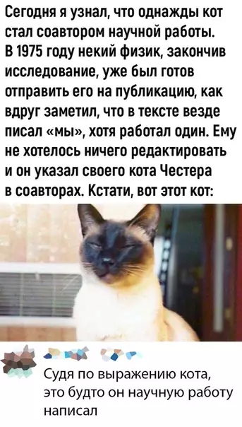 Картинка №68756 коты