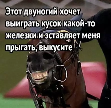 Продолжение Картинка №61935 Конь знает, что он никому ничего не должен Животные