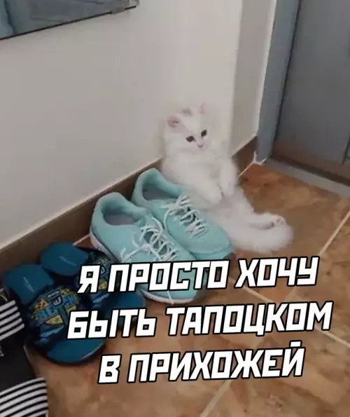 Продолжение Картинка №65637 Жиза, котик, жиза...