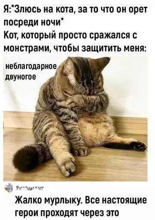 Картинка №45162 😿 Коты