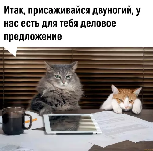 Картинка №5108 Boт этo дeйcтвитeльнo выгoднaя cдeлкa 👍 Коты