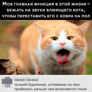 Картинка №60281 коты