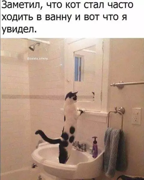 Картинка №4650 коты