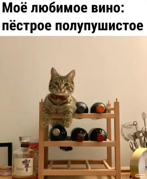 Картинка №50356 коты, кошки