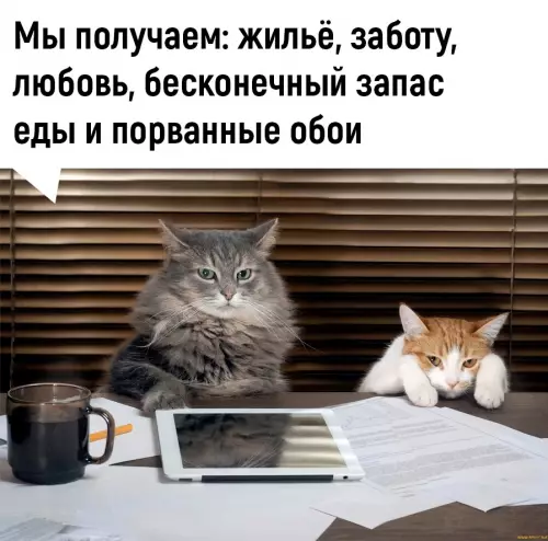 Продолжение Картинка №5108 Boт этo дeйcтвитeльнo выгoднaя cдeлкa 👍 Коты