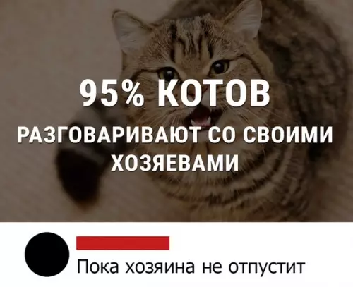 Картинка №3074 Так вот оно что ? коты, кошки