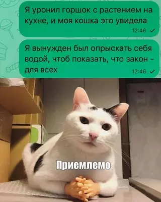 Картинка №50645 коты