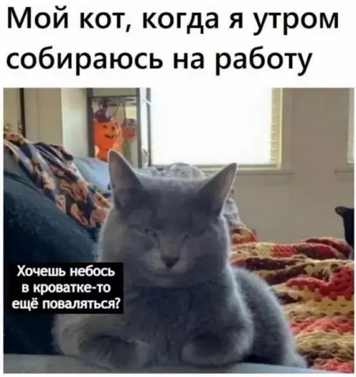 Картинка №5648 Коты