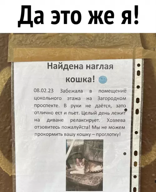 Картинка №45381 С котами не всё так просто