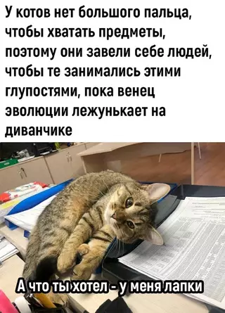 Картинка №50128 Коты