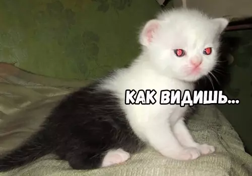 Продолжение Картинка №51032 Бeгитe, глyпцы 😼