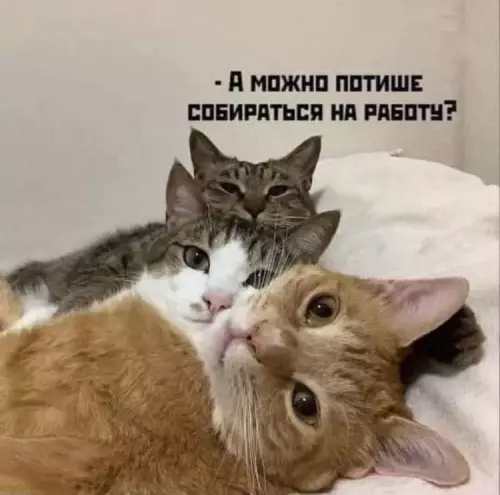 Картинка №66521 коты