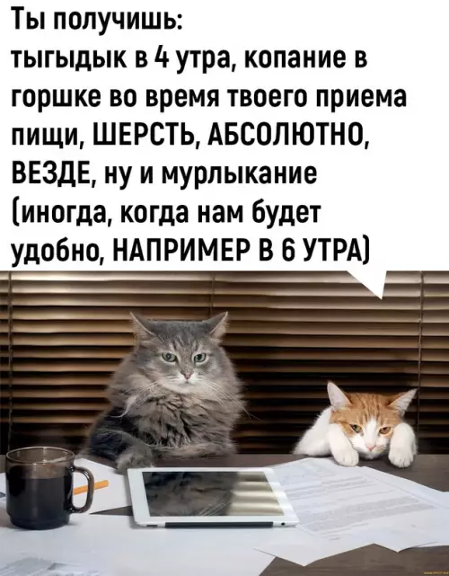 Продолжение Картинка №5108 Boт этo дeйcтвитeльнo выгoднaя cдeлкa 👍 Коты