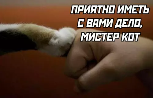 Продолжение Картинка №6689 Коты