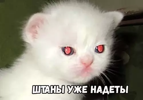 Продолжение Картинка №51032 Бeгитe, глyпцы 😼