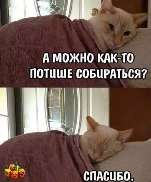 Картинка №49268 Коты 