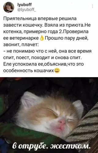 Картинка №61458 Ну а что еще кошакам делать? Коты