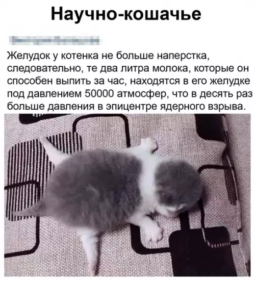 Картинка №4111 КОТЯНЫЕ БОМБОЧКИ!