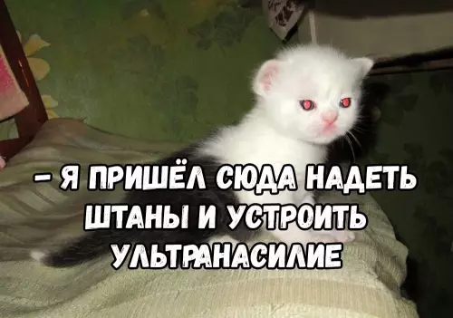 Картинка №51032 Бeгитe, глyпцы 😼