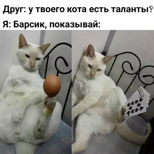 Картинка №5053 коты