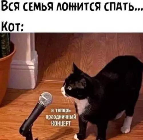 Картинка №50184 Коты 