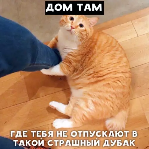 Картинка №3511 Дом там, где котик...)