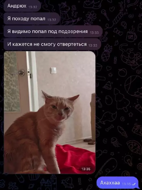 Картинка №69082 Коты